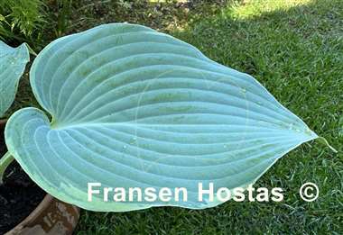 Hosta The Future King
