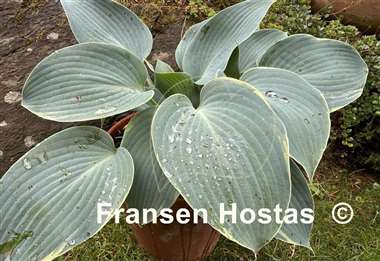 Hosta The Future King
