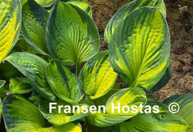 Hosta The High Life