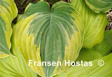 Hosta The King