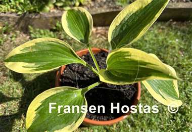 Hosta The Mighty Quinn