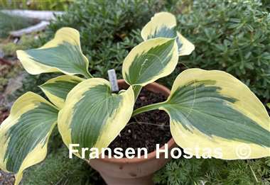 Hosta The Mighty Quinn
