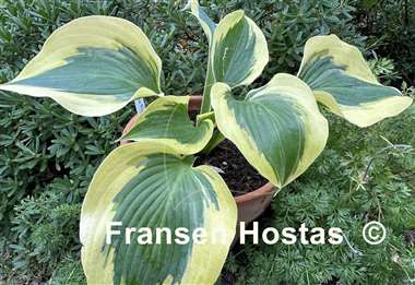 Hosta The Mighty Quinn