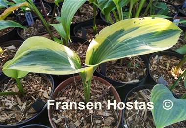 Hosta The Mighty Quinn