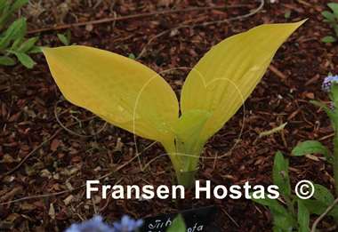 Hosta The Minnesota Mafia