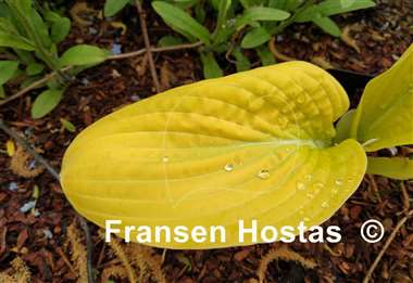 Hosta The Minnesota Mafia