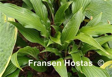 Hosta The Razor's Edge