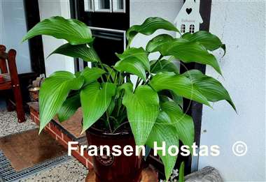 Hosta The Shire