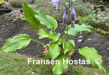 Hosta The Trophy Wife