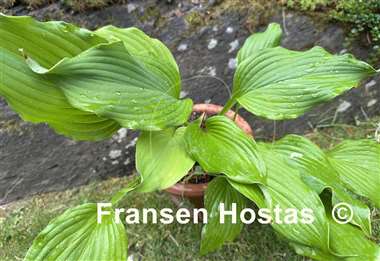 Hosta The Trophy Wife