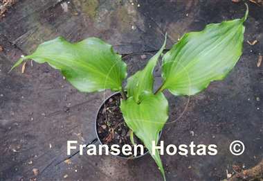 Hosta The Unforgettable Fire