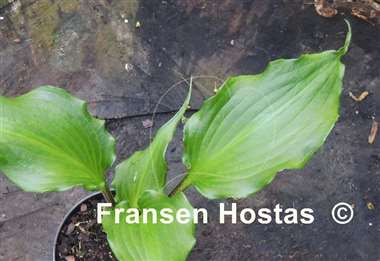 Hosta The Unforgettable Fire