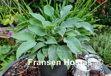 Hosta Theo's Blue