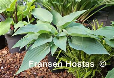 Hosta Theo's Blue