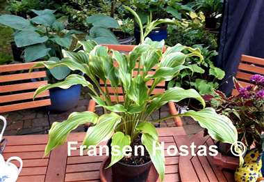 Hosta Three Coins