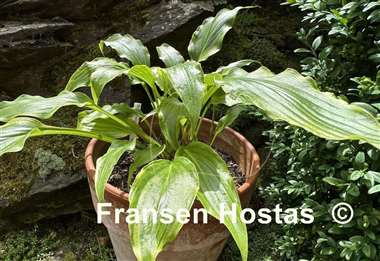 Hosta Three Coins