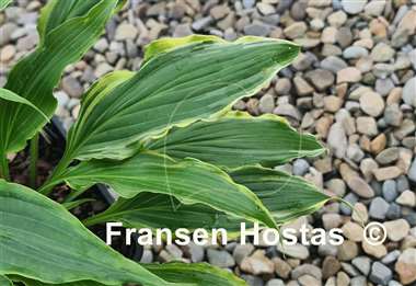 Hosta Three Coins