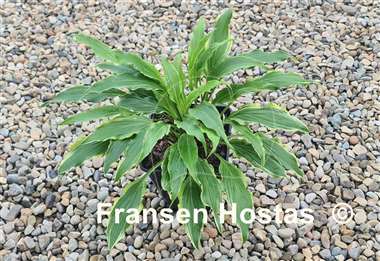 Hosta Three Coins