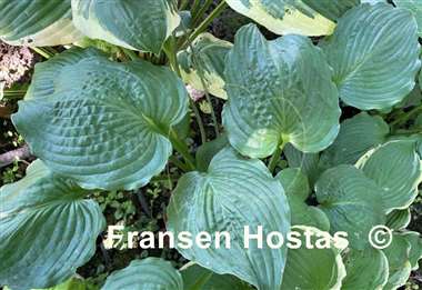 Hosta Thunder Boomer