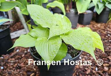 Hosta Tickle Me Pink