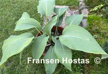 Hosta Tidewater