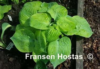 Hosta Tijuana Brass