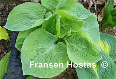 Hosta Tijuana Brass