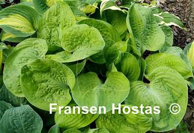 Hosta Tijuana Brass