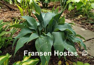 Hosta Tilt-A-Whirl