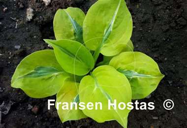 Hosta Time Traveler