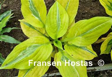 Hosta Time Traveler