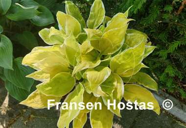 Hosta Time and Again