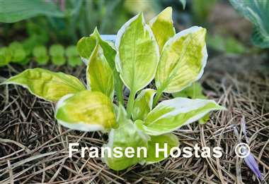 Hosta Time and Again
