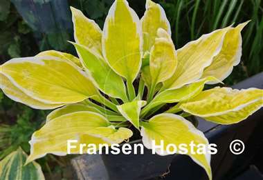 Hosta Time and Again