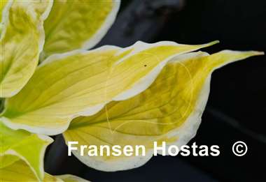 Hosta Time and Again