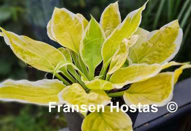 Hosta Time and Again