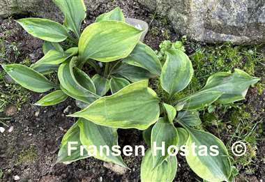 Hosta Timothy