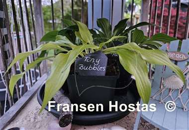 Hosta Tiny Bubbles