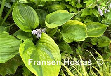 Hosta Titanic
