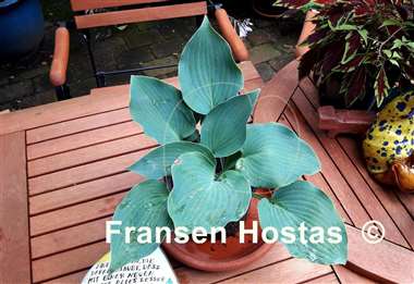 Hosta Titanium