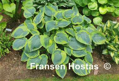 Hosta Tokudama Flavocircinalis