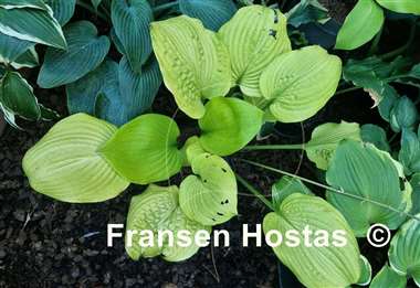 Hosta Tom Terrific