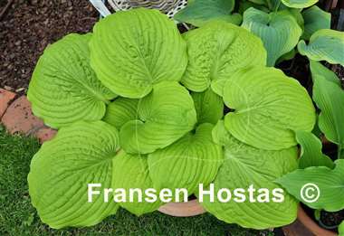 Hosta Tom Terrific