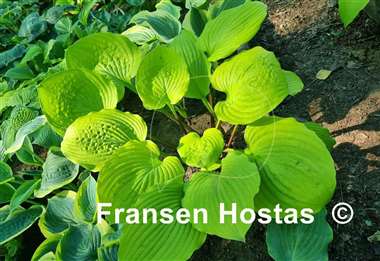 Hosta Tom Terrific