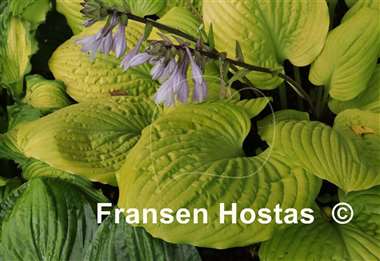 Hosta Tom Terrific