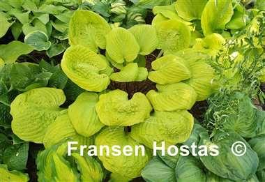 Hosta Tom Terrific