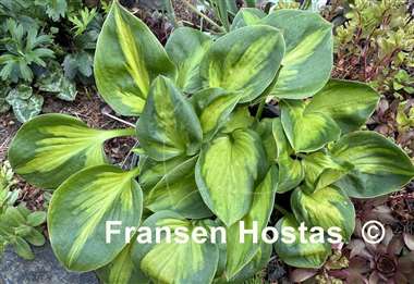Hosta Tomahawk