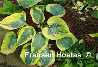 Hosta Tootie Mae