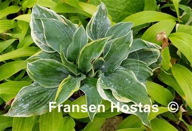Hosta Top Shelf