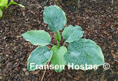 Hosta Top Shelf